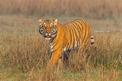 Understanding Tiger Stripes - Significance and Meanings - Tiger Safari in India