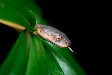 Black-headed cat snake (Boiga nigriceps)