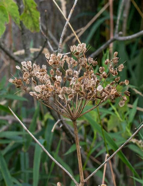 Foraging and Cooking Golpar (Cow Parsnip Seed) - Forager Chef