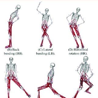 Results of the proposed static posture for all the activated muscles ...