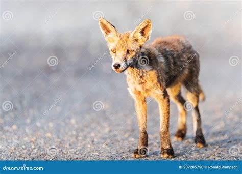 A fox infected with mange stock photo. Image of wild - 237205750