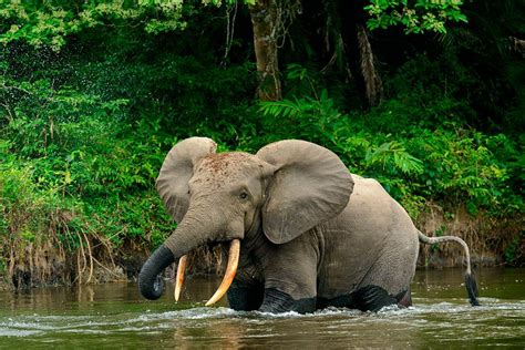 How forest elephants move depends on water, humans and also their ...