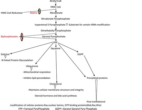 Statins and Breast Cancer: An Overview of the Current Situation