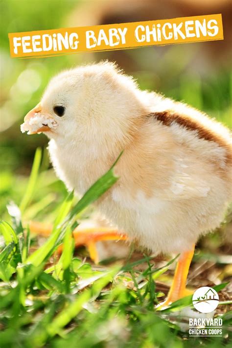 Baby chickens need egg-stra care when it comes to feeding! It’s ...