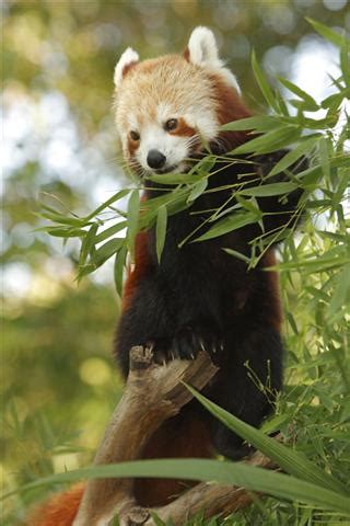 Red Panda Adaptations