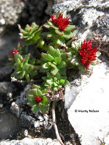 Tundra Plant - Wildflowers of Alaska, 2005 - © Copyright by Marty ...