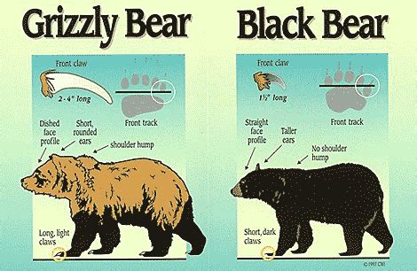 Photo showing differences between black and brown bears | Bear habitat ...