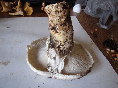 Matsutake / Tricholoma magnivelare ID request - Mushroom Hunting and Identification - Shroomery ...