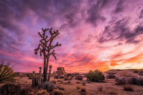 The Joshua Tree Sunset | Joshua tree, Sunset, Joshua tree national park