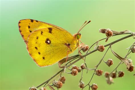 Yellow Butterfly Meaning: What Do Yellow Butterflies Symbolize? - Color Meanings