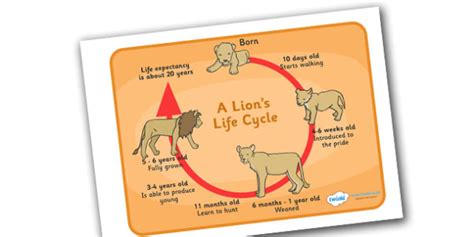 Lion Life Cycle Diagram