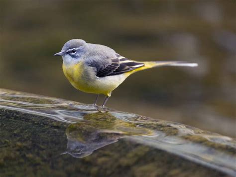 キセキレイ (黄鶺鴒) Grey Wagtail (Motacilla cinerea) | Bergeronnette des ruisseaux