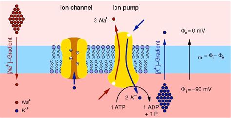 2: Sketch of the structure of the cell membrane showing the ion... | Download Scientific Diagram