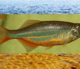 Minnow - Description, Habitat, Image, Diet, and Interesting Facts