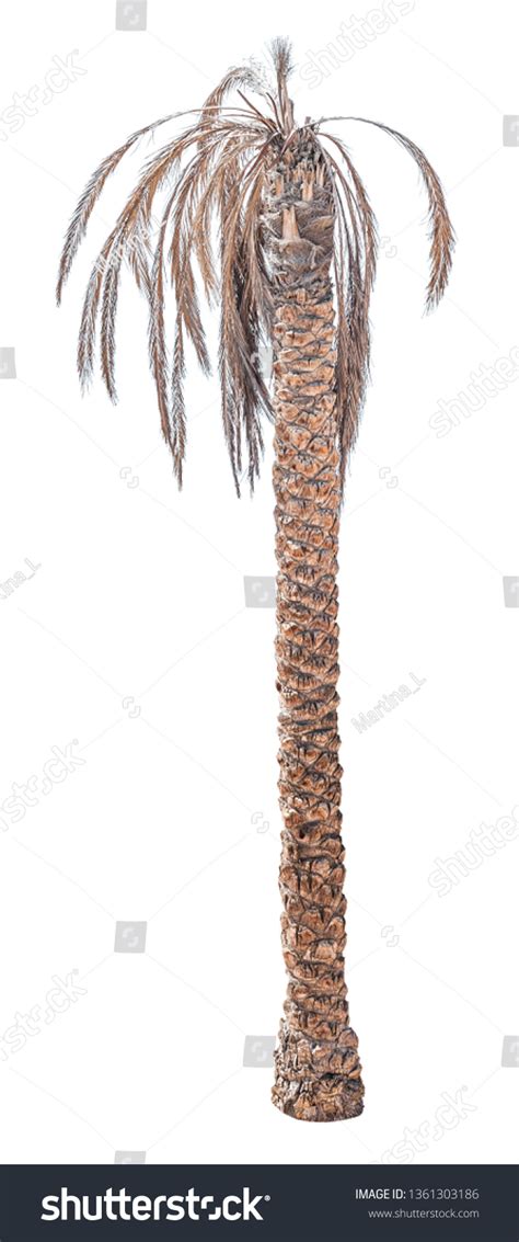 15,340 Dead Palm Images, Stock Photos & Vectors | Shutterstock