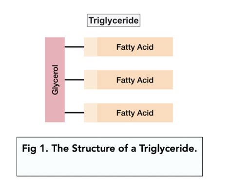 Lipids and Triglycerides (A-level Biology) - Study Mind