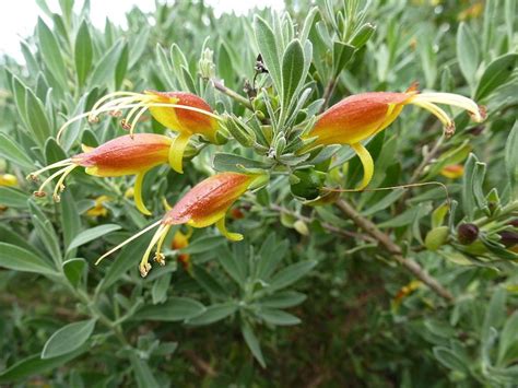 Grow Guide: Eremophila nivea (Emu Bush) | Ultimate Backyard