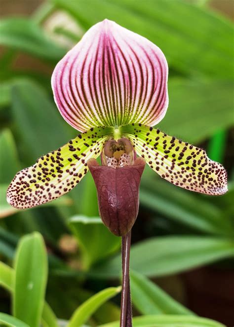 Lady Slipper orchid is a stunner