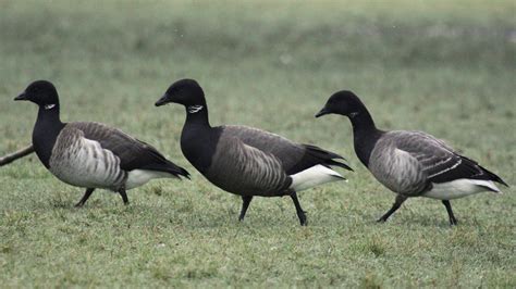 Dublin: Brent Goose capital of the world - BirdGuides