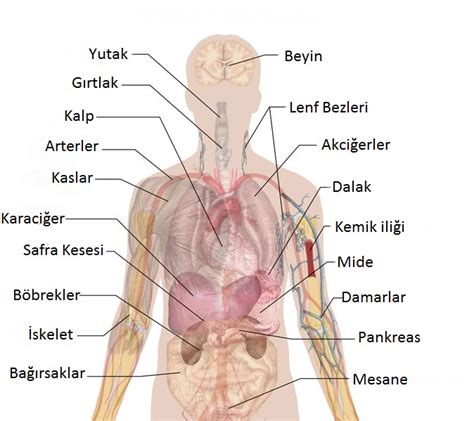 İnsan Vücudu Anatomisi, İnsan Vücudu Resimleri