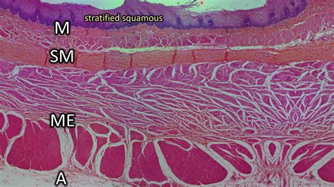 Esophagus Histology