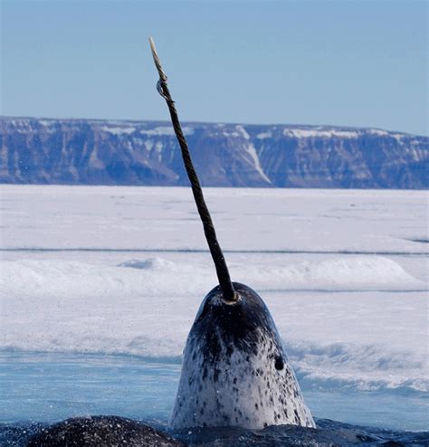 Narwhal Facts and Pictures