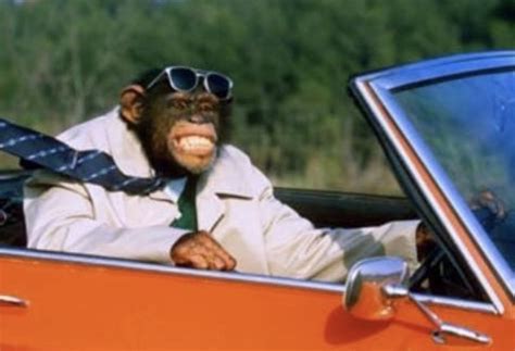 Monkey driving a car Blank Template - Imgflip