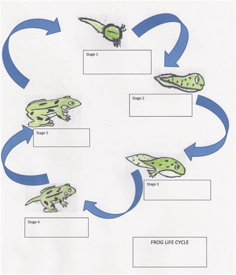 Life Cycle of a Frog: Lesson Plan for Elementary Students - Owlcation