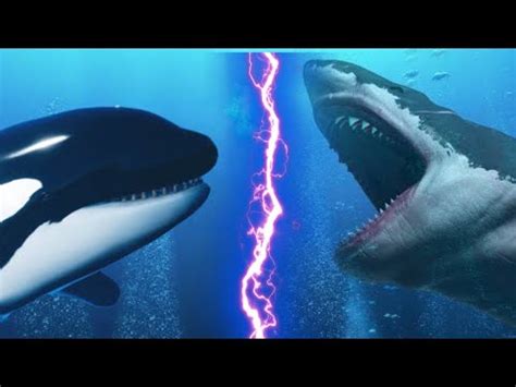 MEGALODON VS ORCA - Who is Most Powerful Ocean Predator - YouTube