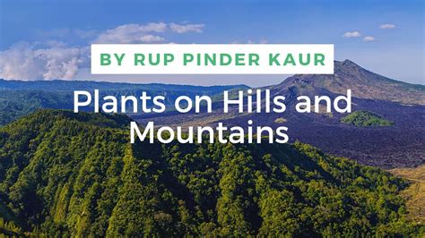 plants in hilly areas|plants on hills|mountain plants names|mountain plants adaptation| easy way ...