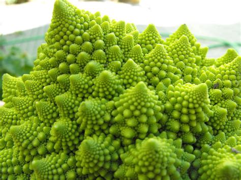 fractal plant | Fractals, Plants, Romanesco broccoli