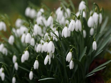 A Calendar of Special Snowdrop Garden Openings, Talks, Events & Open Days for 2020 - Pumpkin Beth