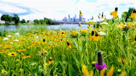 Ecological restoration: A practice in patience | Friends of the Mississippi River