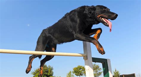 5 Things to Know About Beaucerons