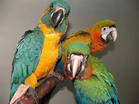 Flame Macaw Hybrid Rare Tame Female for Sale in Plainwell, Michigan Classified | AmericanListed.com