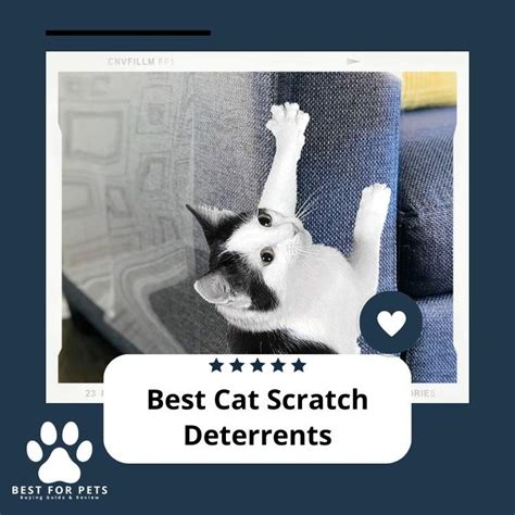 10 Best Cat Scratch Deterrents in 2024 - BestForPets.org