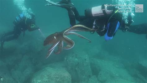 Clingy Octopus vs. Diver | The Weather Channel