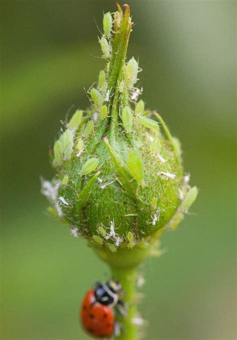 How to Get Rid of Aphids and Protect Plants from Infestation