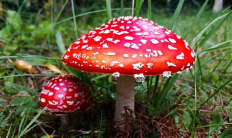 Common Species of Poisonous Mushrooms - Medicinal Mushroom 101