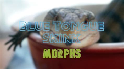 10 Blue Tongue Skink Morphs & Colors (with Pictures)