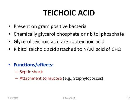 Bacterial Morphology