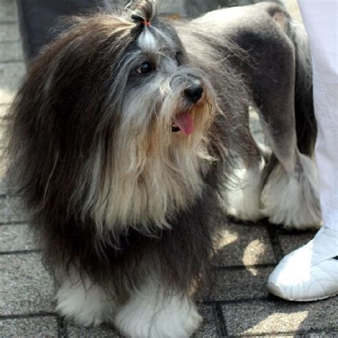 Lowchen - All About The Adorable Little Lion Dog