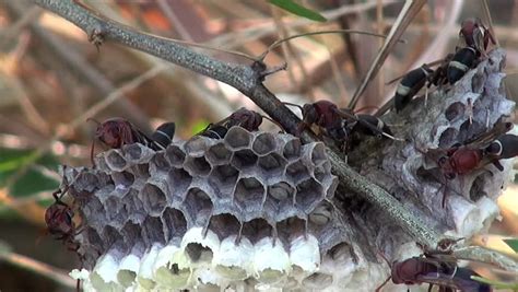 Oriental Hornet (Vespa Orientalis, Linnaeus). A Quiet Period On The Nest For Drones And Workers ...