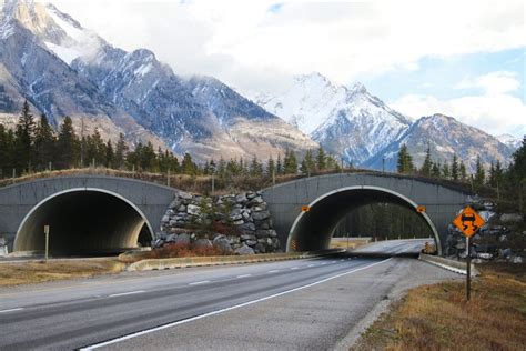 As Banff’s famed wildlife overpasses turn 20, the world looks to Canada for conservation ...