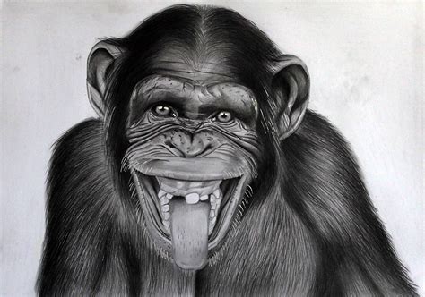 Picture monkey Chimpanzee Tongue Snout Black and white animal