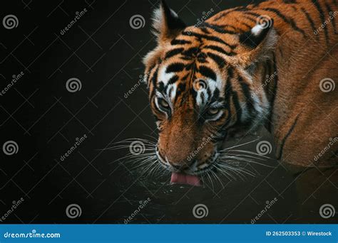 Closeup Shot of a Beautiful Bengal Tiger Drinking Water from the Lake ...