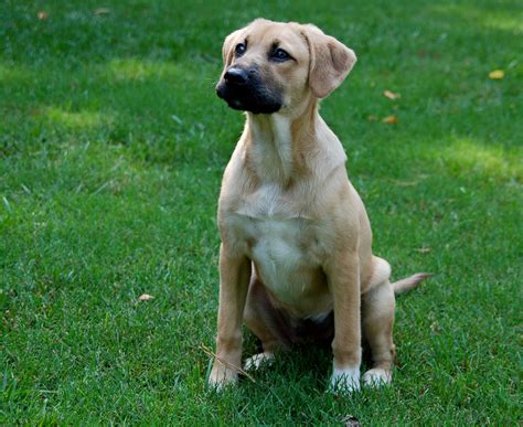 Cute Dogs: German Shepherd Lab Mix