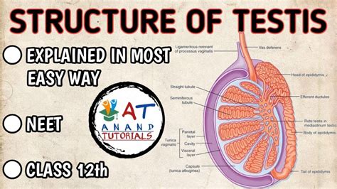 Ts Of Testis Diagram