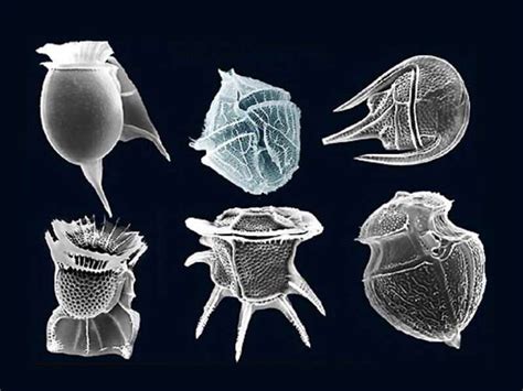 El papel del fitoplancton de tamaño mediano en la bomba biológica de la Tierra