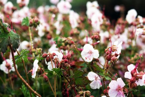 Biokovo Cranesbill (Geranium x cantabrigiense ‘Biokovo’) | Piala's ...